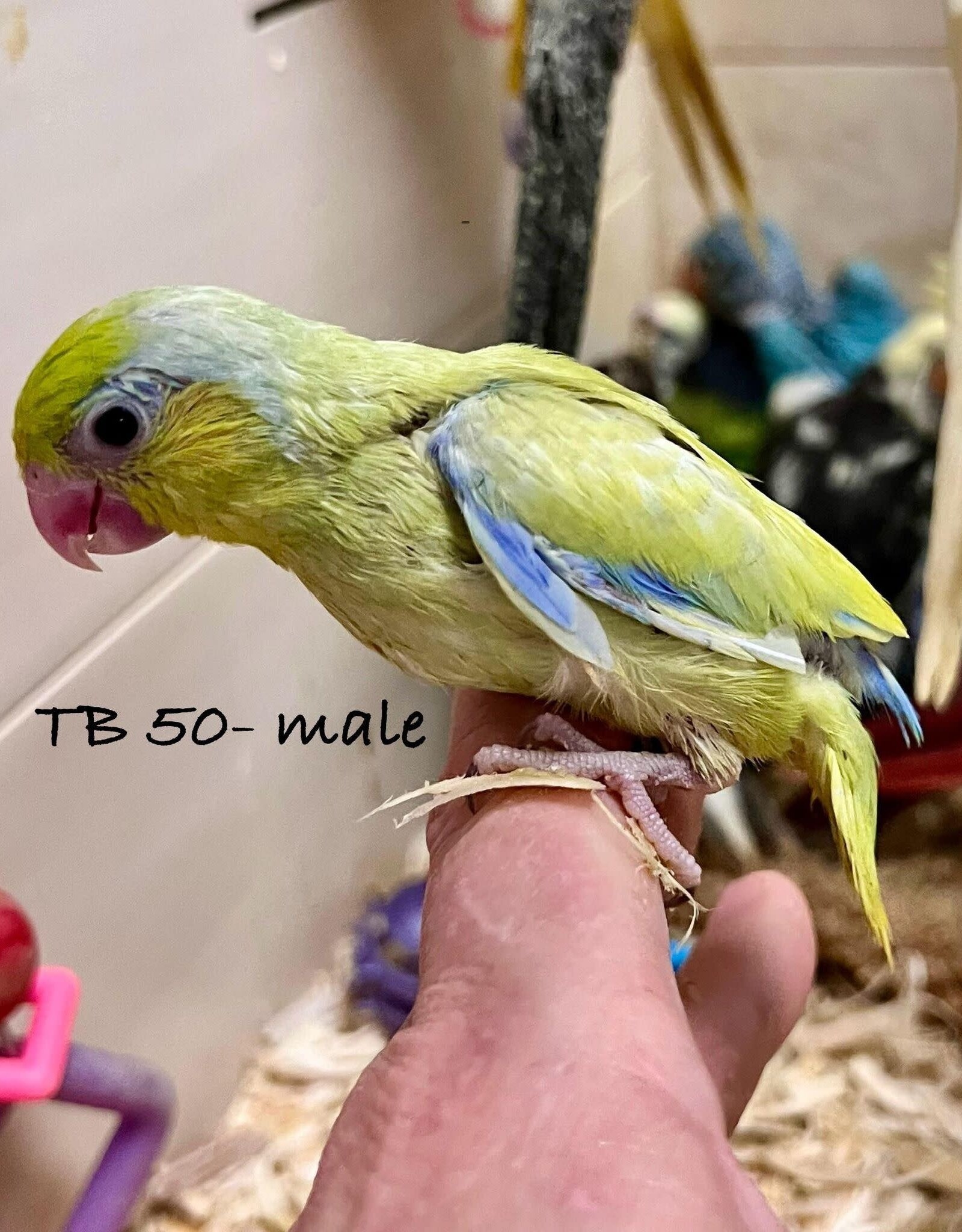 TB 50- PARROTLET- CELESTIAL- YELLOW- HATCH 2-03-24- MALE- CAGE#2