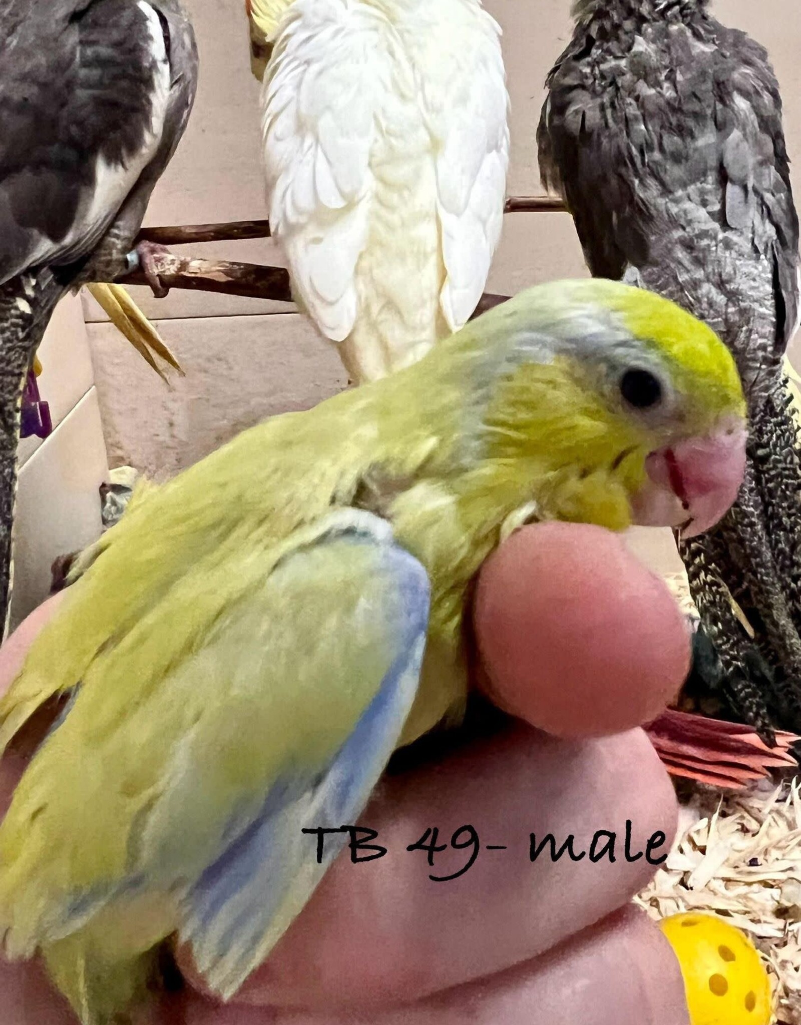 TB 49- PARROTLET- CELESTIAL- YELLOW- HATCH 2-06-24- MALE- CAGE#2