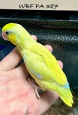 WBF PA 387- PARROTLET- CELESTIAL- YELLOW- HATCH 2-01-24- MALE- CAGE#2