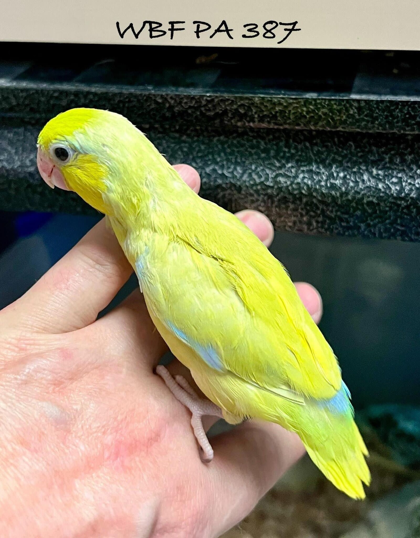 WBF PA 387- PARROTLET- CELESTIAL- YELLOW- HATCH 2-01-24- MALE- CAGE#2
