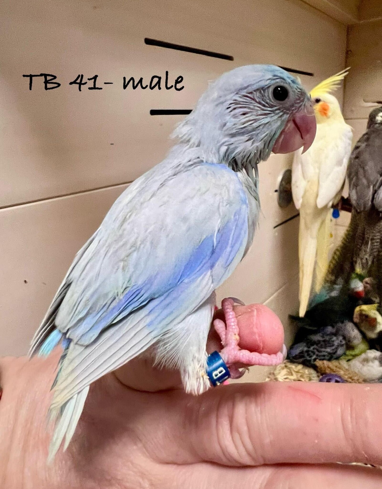TB 41- PARROTLET- CELESTIAL- AMERICAN WHITE- HATCH 2-14-24- MALE- CAGE#18