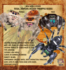 REGAL JUMPING SPIDER - Phidippus regius  3/4 INCH  CB 3-01-24 + 4x4x8 enclosure *MALE