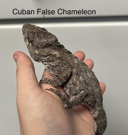 LIZARD- CUBAN FALSE CHAMELEON #4- Chamaeleolis barbatus- CB	 3-30-24