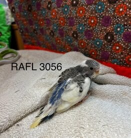 RAFL 3056- PARAKEET- AMERICAN- BLUE PIED- HATCH- 1-25-24- CAGE #26