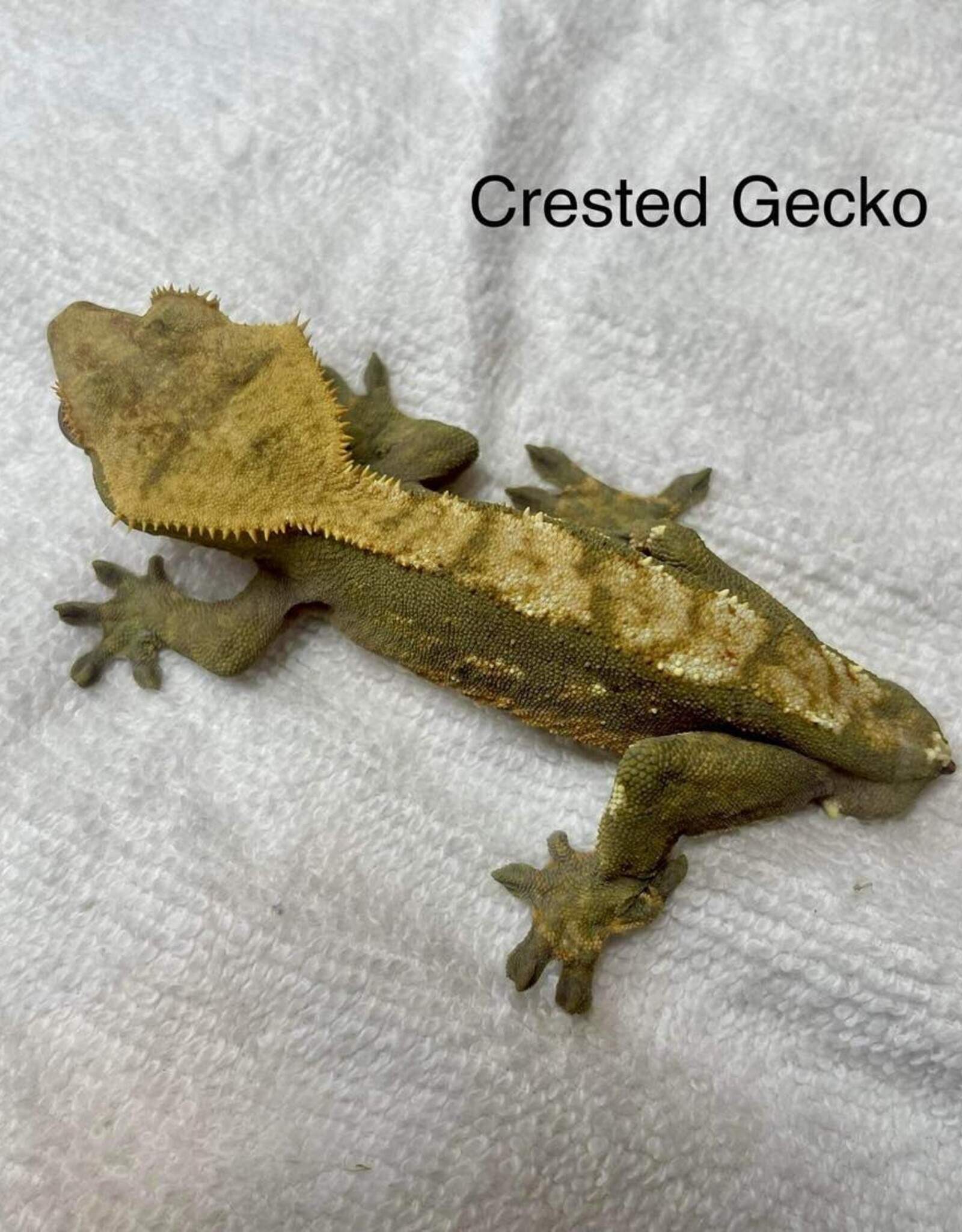CRESTED GECKO #7- Correlophus ciliatus- CB- 4-14-24