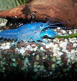 Electric blue crayfish #6- Procambarus alleni- 3-30-24