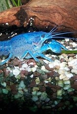 Electric blue crayfish #7- Procambarus alleni- 3-30-24