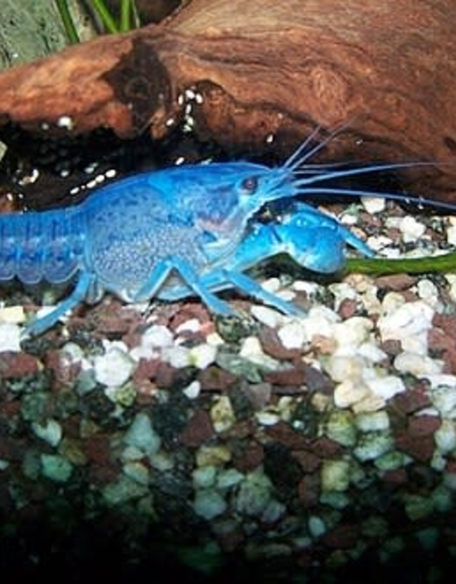 Electric blue crayfish #14- Procambarus alleni- 3-30-24