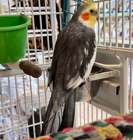 COCKATIEL- ADOPTION- NORMAL- STELLA- MALE *COMES WITH TOYS, FOOD, CAGE, ACCESSORIES