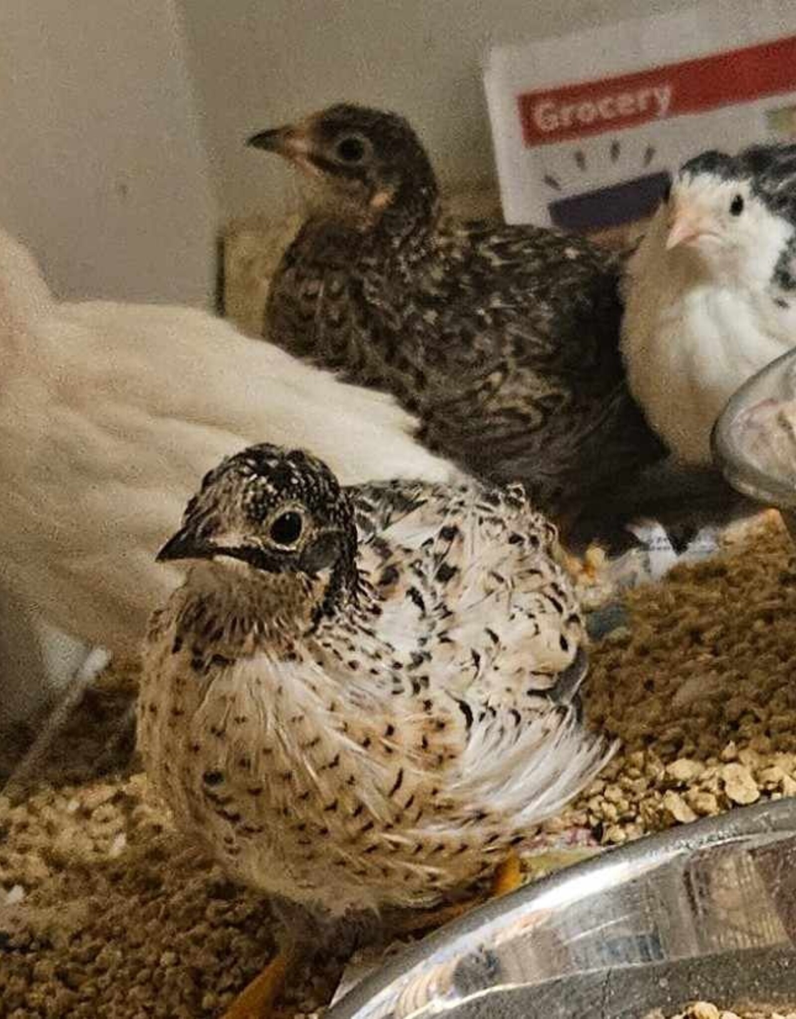 QUAIL- RAFL 4-07-24- BUTTON QUAIL #2- BROWN- FEMALE- (BACK LEFT) Coturnix chinensis (SOLD AS PAIRS ONLY