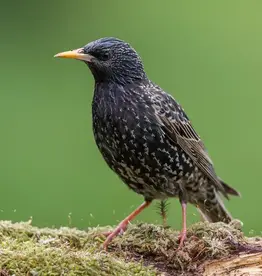 EUROPEAN STARLING- BABY #5- HATCH 4-20-24 (PHOTO OF ADULT IS STOCK PHOTO)