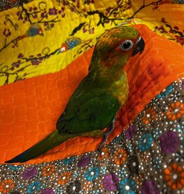 CONURE- SUN CONURE- HIGH-RED #2 (MORE GREEN ON HEAD)- HATCH 3-10-24- CAGE #33