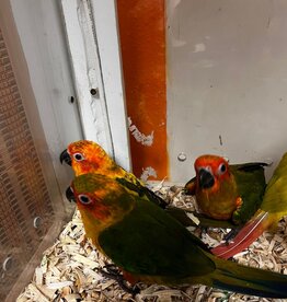 CONURE- SUN CONURE #3- (MISSING A COUPLE OF TOES) HATCH 2-27-24