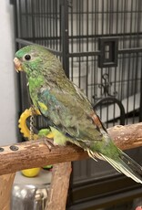 RAFL 2630- PARAKEET- RED RUMPED- NORMAL (POSSIBLY SPLIT BLUE)- MALE- HATCH 3-11-24- CAGE #8