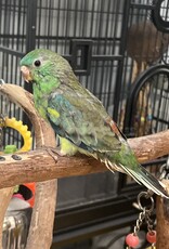 RAFL 2630- PARAKEET- RED RUMPED- NORMAL (POSSIBLY SPLIT BLUE)- MALE- HATCH 3-11-24- CAGE #8