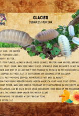 RHONDA'S AVIARY LIVE- ISOPODS- GLACIER (Cubaris Murina) 10 CT