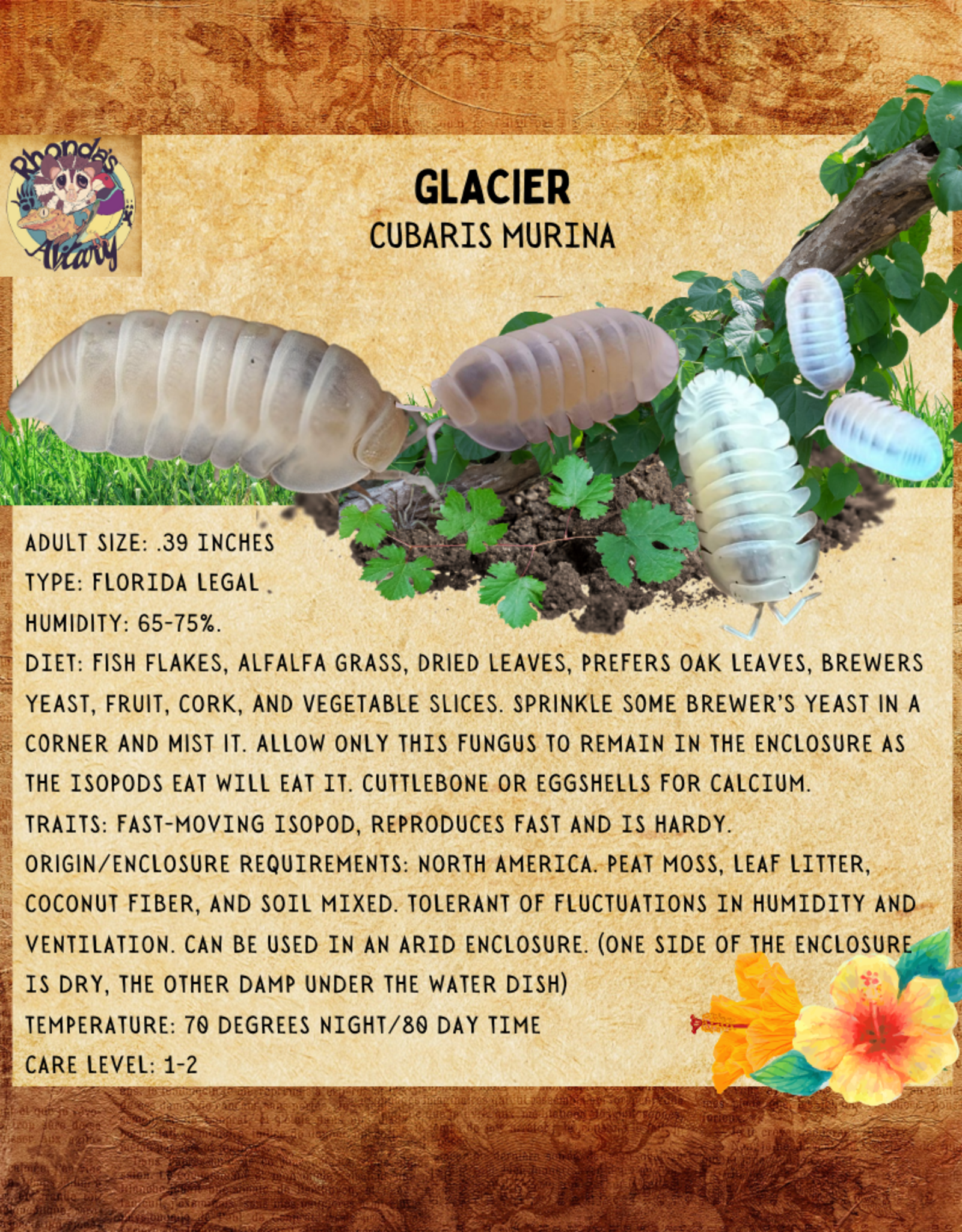 RHONDA'S AVIARY LIVE- ISOPODS- GLACIER (Cubaris Murina) 10 CT