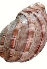 ZOO MED LABORATORIES, INC. HERMIT CRAB SHELL- 3X2.5X3.5-4- EXTRA LARGE- *SHELL DESIGN VARIES