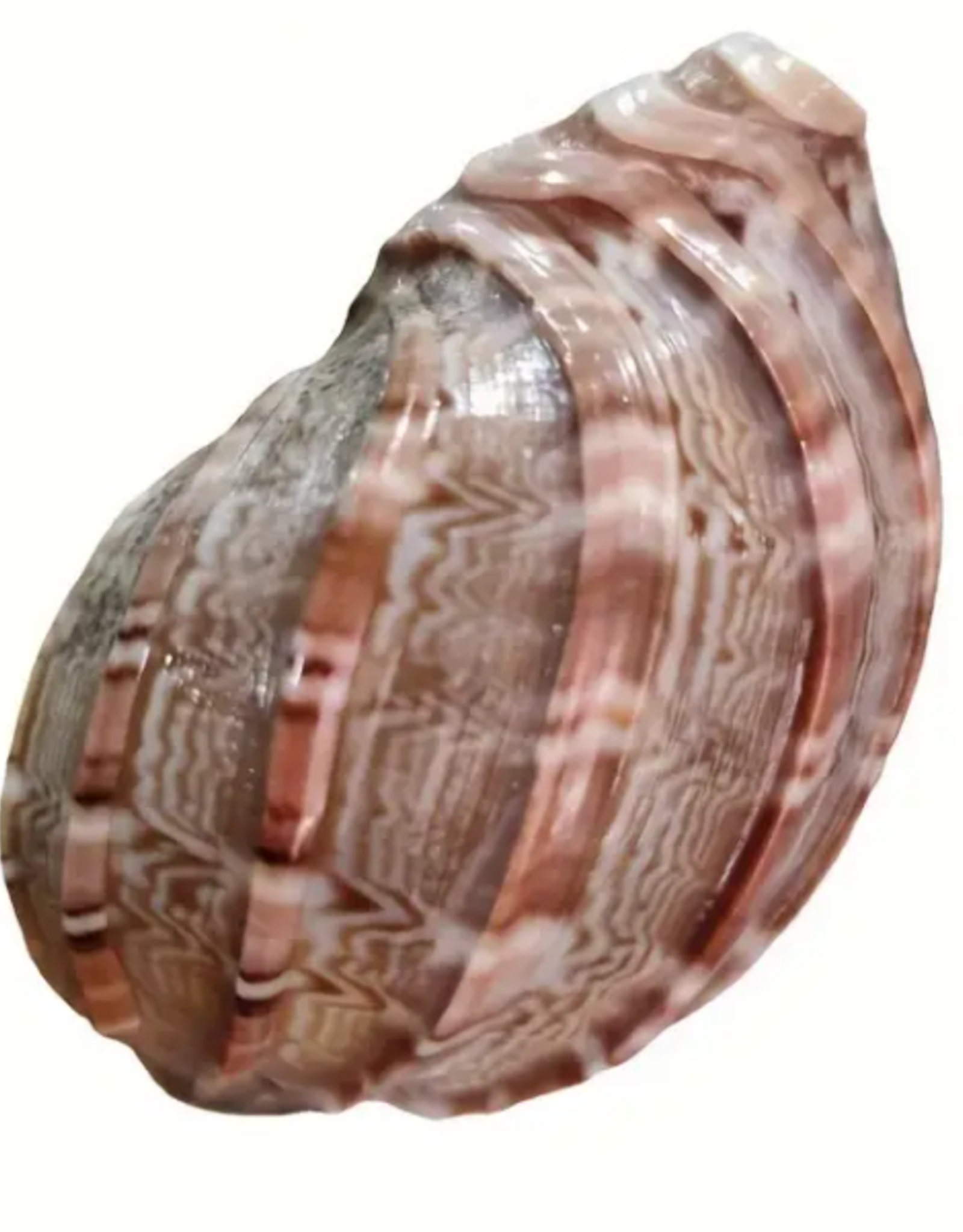 ZOO MED LABORATORIES, INC. HERMIT CRAB SHELL- 2X2X3- LARGE- *SHELL DESIGN VARIES