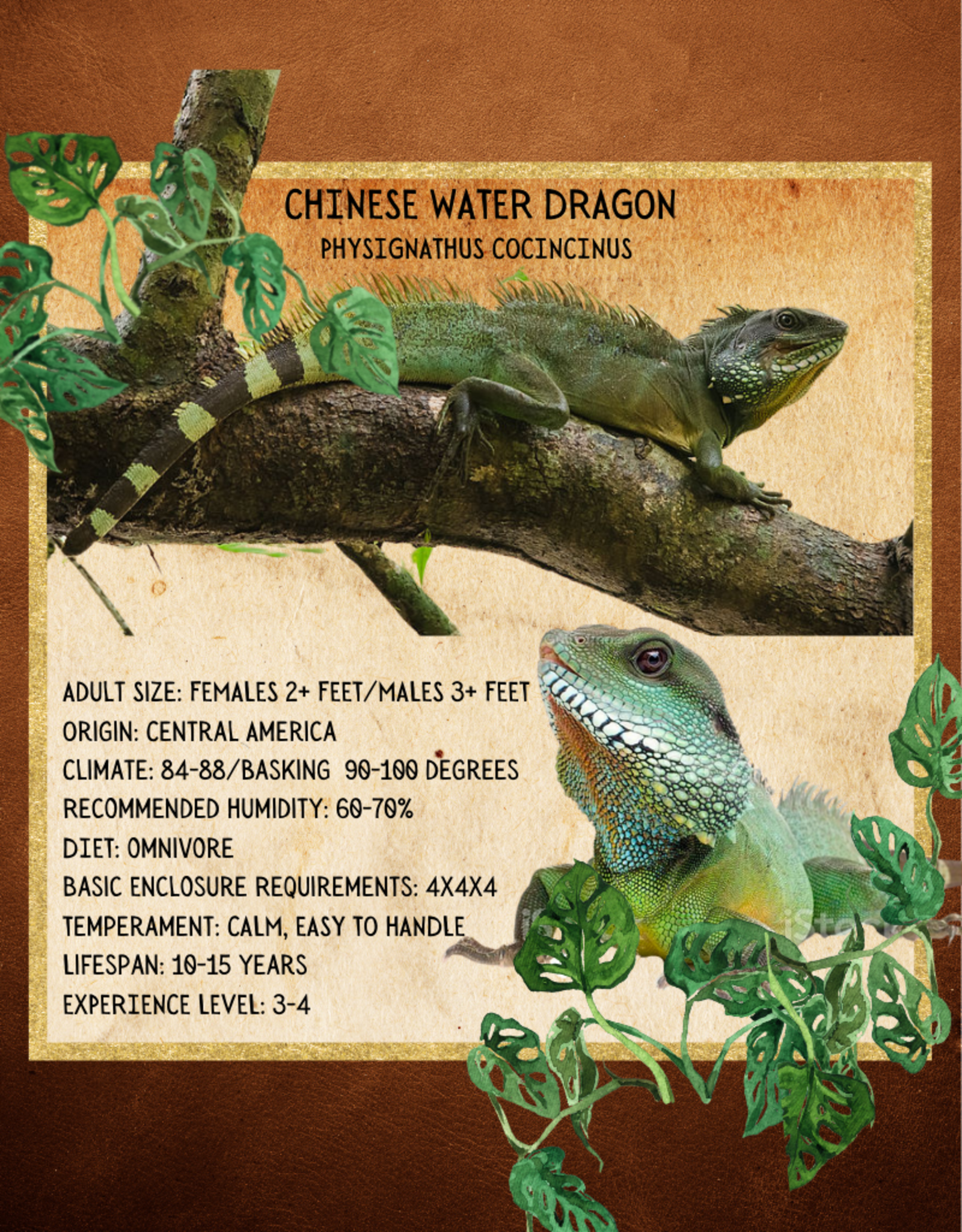 LIZARD CHINESE WATER DRAGON #1- PHYSIGNATHUS COCINCINUS- 4 INCHES- CB IN STORE- 6-07-24
