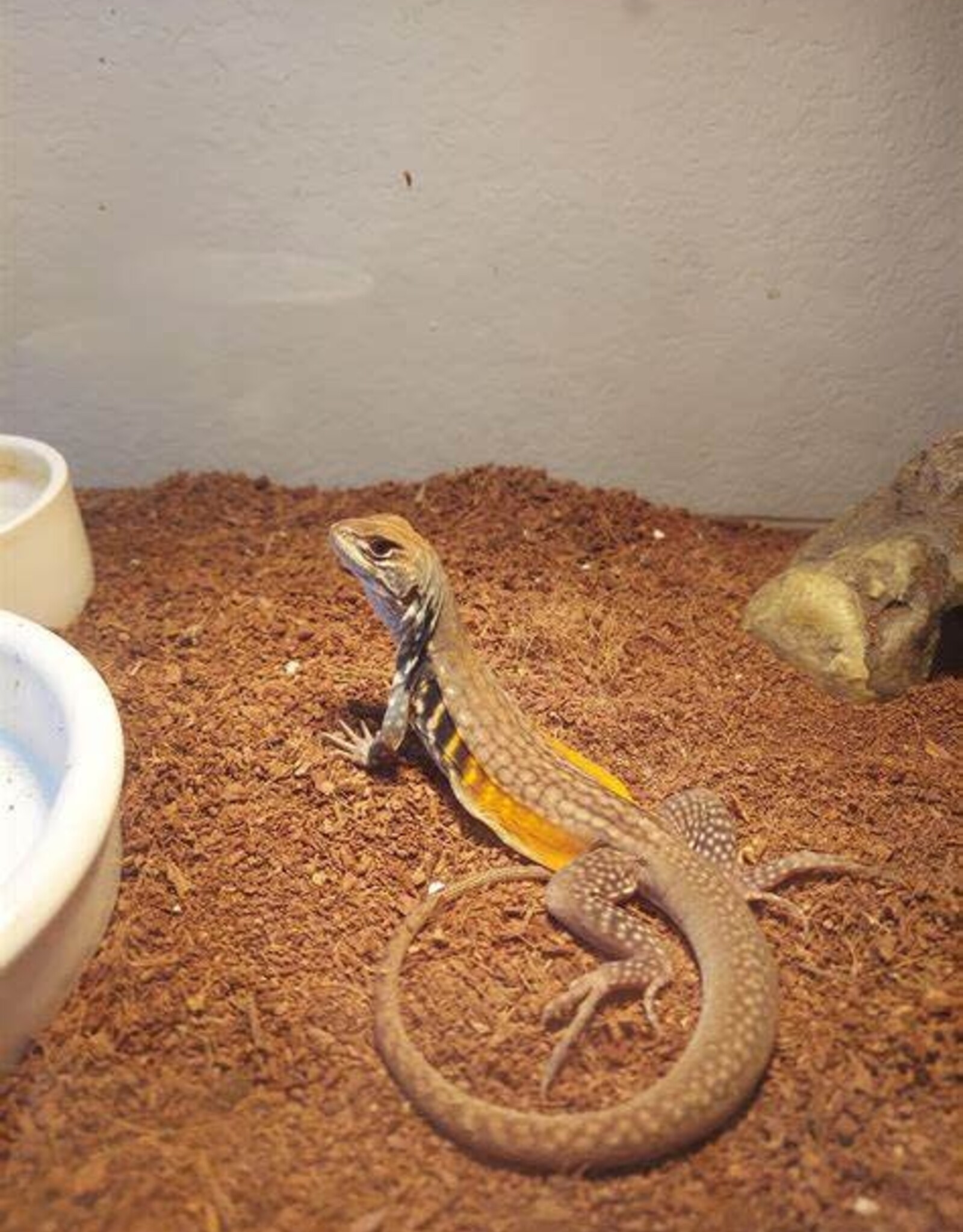 BUTTERFLY AGAMA- Leiolepis- 7 INCHES- 6-18-24