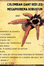 TARANTULA- COLUMBIAN GIANT RED LEG #3- Megaphobema robustum- 3 INCH	CB	6-18-24