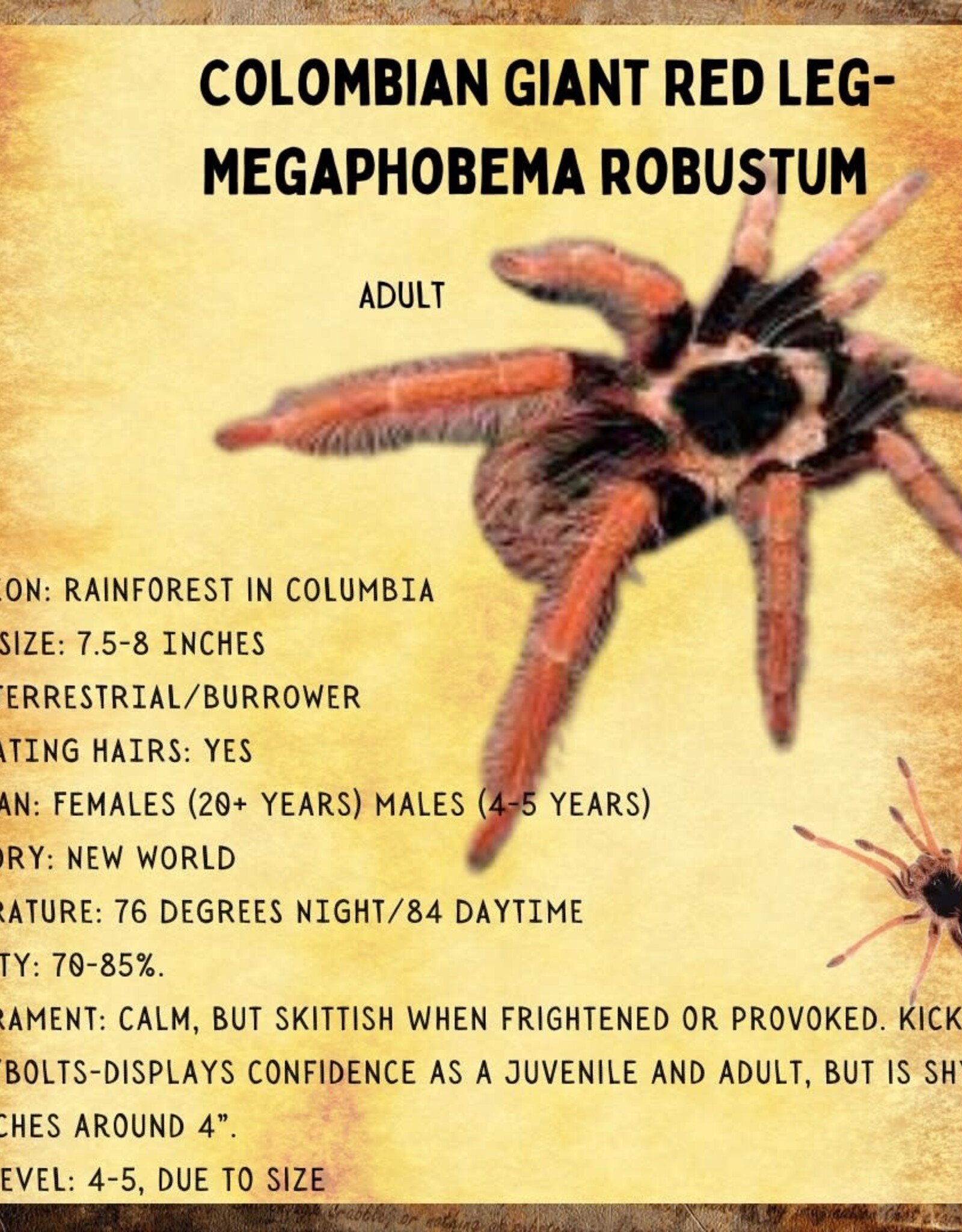 TARANTULA- COLUMBIAN GIANT RED LEG #3- Megaphobema robustum- 3 INCH	CB	6-18-24