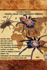 TARANTULA- INDIAN VIOLET #1- CHILOBRACHYS FIMBRIATUS- 1 INCH- CB- 6-18-24