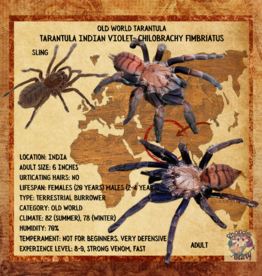 TARANTULA- INDIAN VIOLET #1- CHILOBRACHYS FIMBRIATUS- 1 INCH- CB- 6-18-24
