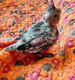 RAFL 3432- COCKATIEL- PEARL- HATCH 6-11-24