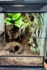 BIOACTIVE- TROPICAL- TERRARIUM- 18X18X24- TROPICAL- AS IS