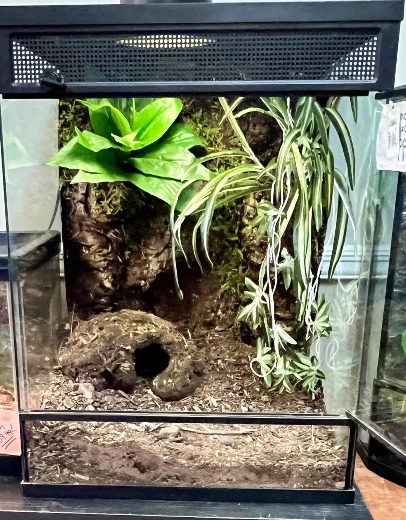 BIOACTIVE- TROPICAL- TERRARIUM- 18X18X24- TROPICAL- AS IS