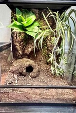 BIOACTIVE- TROPICAL- TERRARIUM- 18X18X24- TROPICAL- AS IS