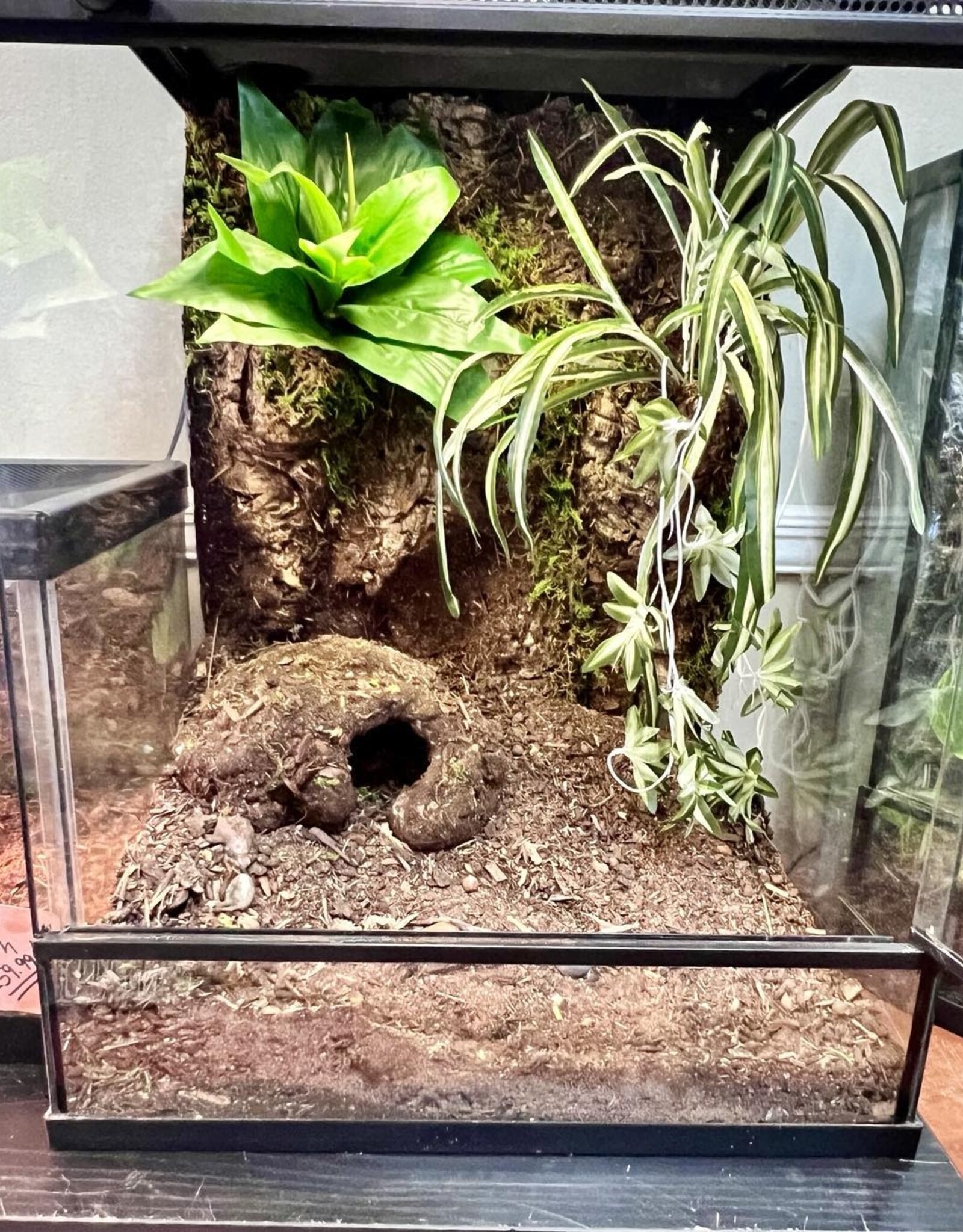 BIOACTIVE- TROPICAL- TERRARIUM- 18X18X24- TROPICAL- AS IS