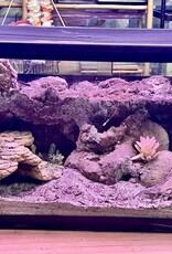 BIOACTIVE- ARID- TERRARIUM- 10 GALLON- CUSTOM BUILD- & FIXTURE- AS IS *DOES NOT INCLUDE LID