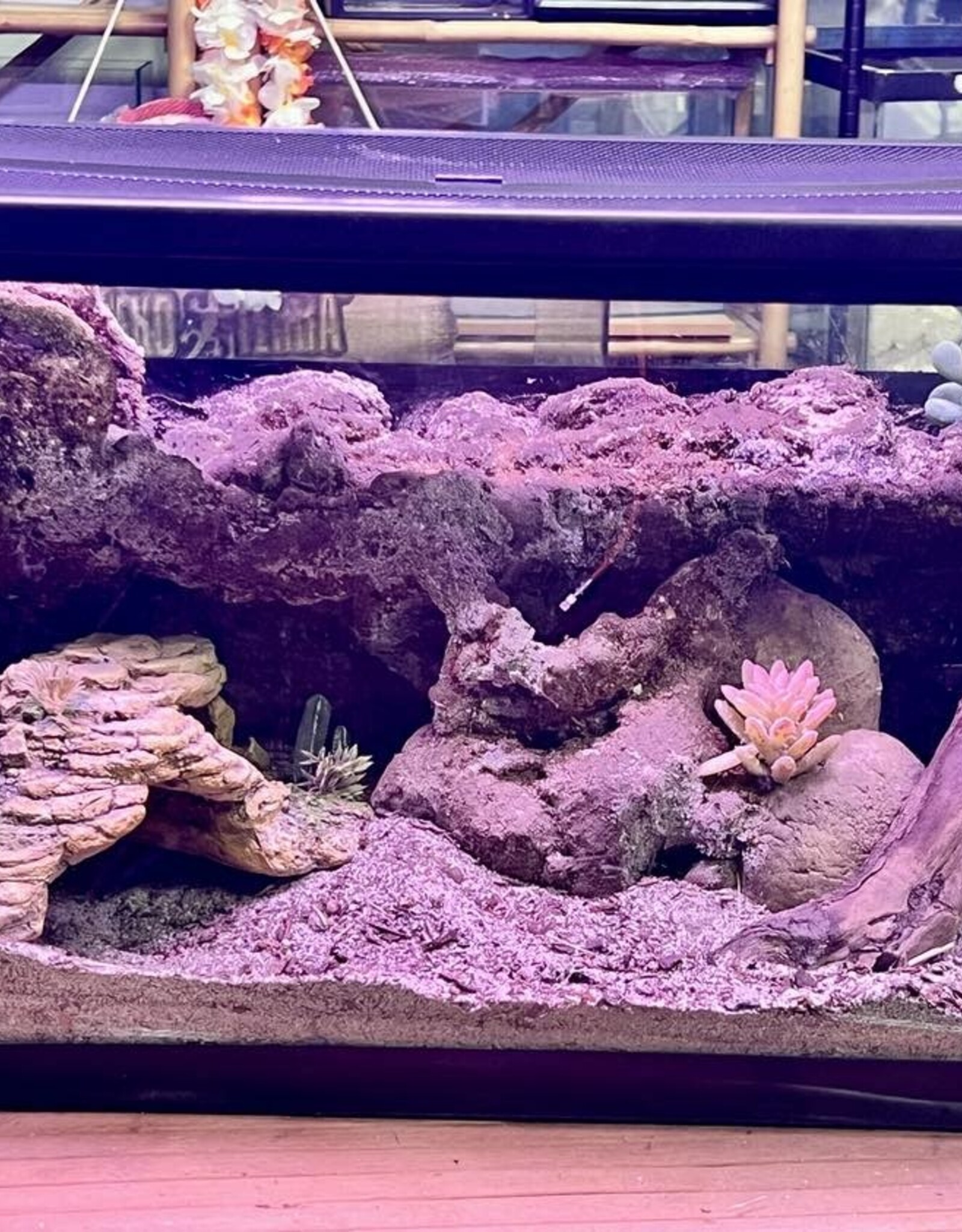 BIOACTIVE- ARID- TERRARIUM- 10 GALLON- CUSTOM BUILD- & FIXTURE- AS IS *DOES NOT INCLUDE LID