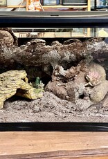 BIOACTIVE- ARID- TERRARIUM- 10 GALLON- CUSTOM BUILD- & FIXTURE- AS IS *DOES NOT INCLUDE LID