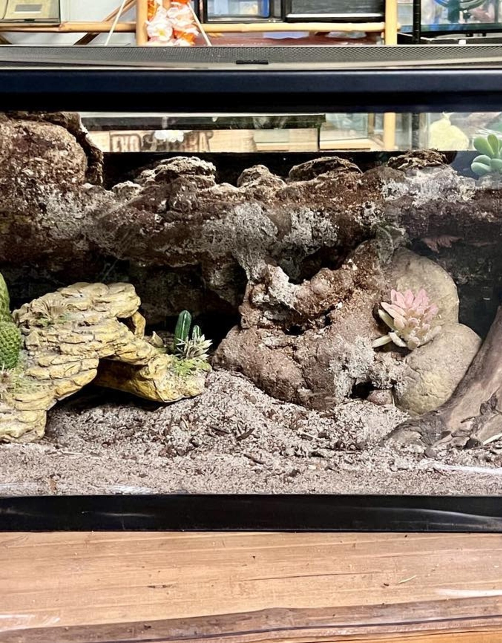 BIOACTIVE- ARID- TERRARIUM- 10 GALLON- CUSTOM BUILD- & FIXTURE- AS IS *DOES NOT INCLUDE LID