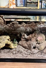BIOACTIVE- ARID- TERRARIUM- 10 GALLON- CUSTOM BUILD- & FIXTURE- AS IS *DOES NOT INCLUDE LID