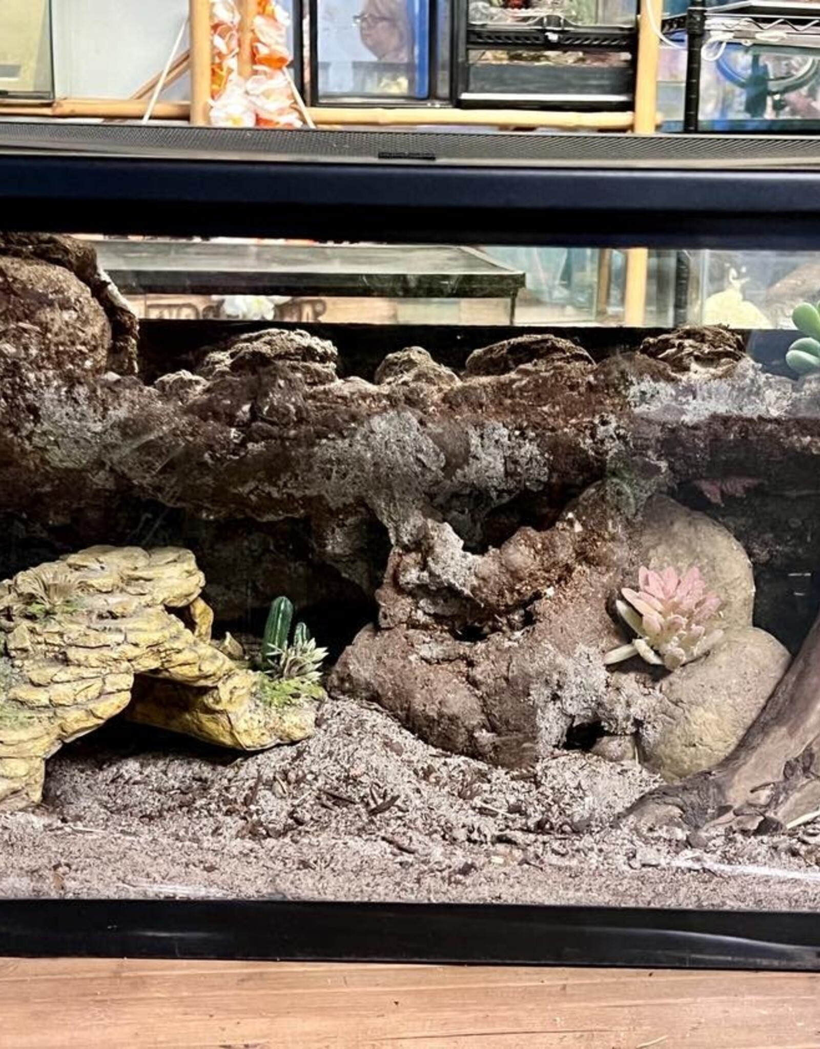 BIOACTIVE- ARID- TERRARIUM- 10 GALLON- CUSTOM BUILD- & FIXTURE- AS IS *DOES NOT INCLUDE LID