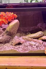 BIOACTIVE- ARID- TERRARIUM- 10 GALLON- CUSTOM BUILD- & FIXTURE- AS IS *DOES NOT INCLUDE LID