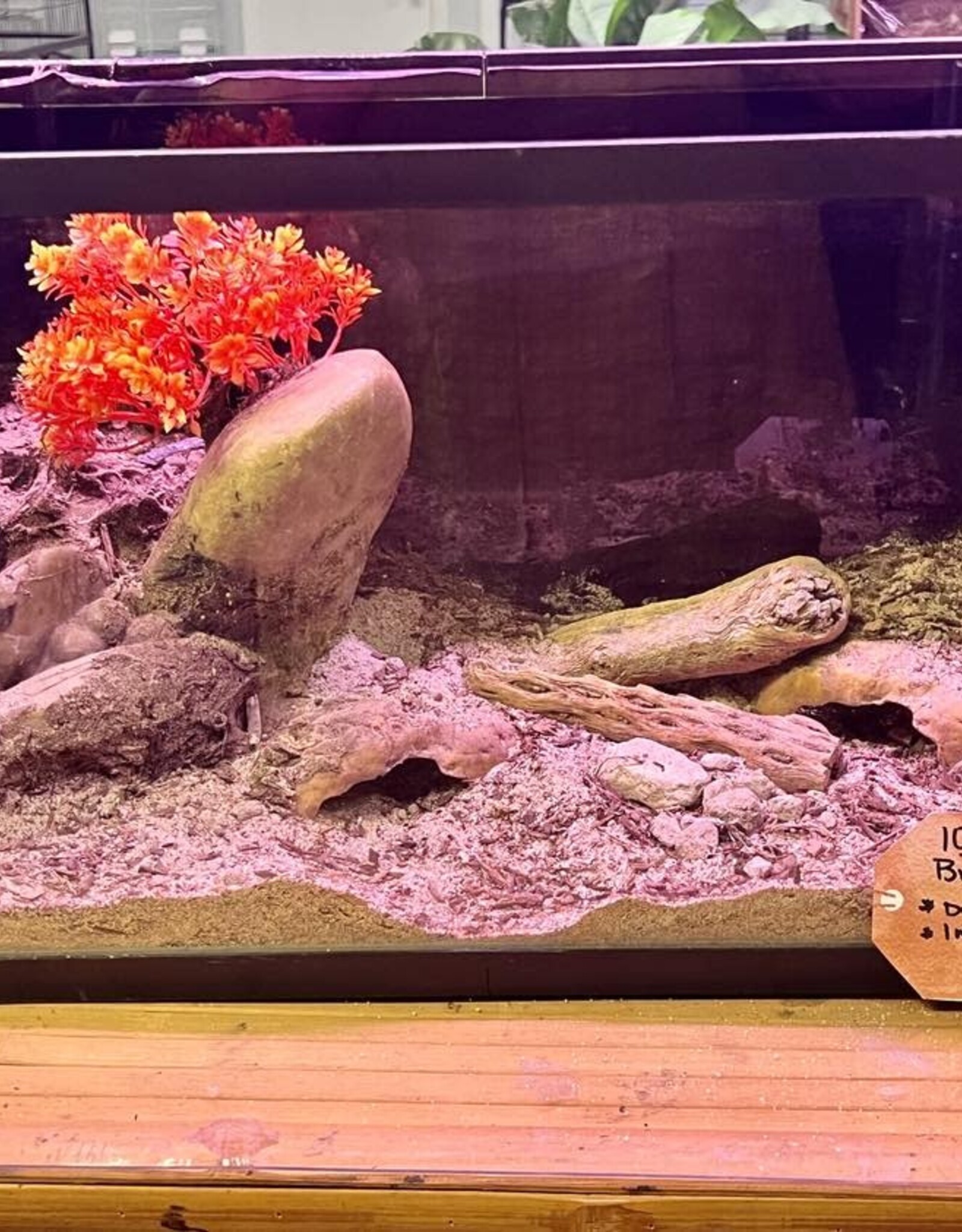 BIOACTIVE- ARID- TERRARIUM- 10 GALLON- CUSTOM BUILD- & FIXTURE- AS IS *DOES NOT INCLUDE LID