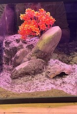 BIOACTIVE- ARID- TERRARIUM- 10 GALLON- CUSTOM BUILD- & FIXTURE- AS IS *DOES NOT INCLUDE LID