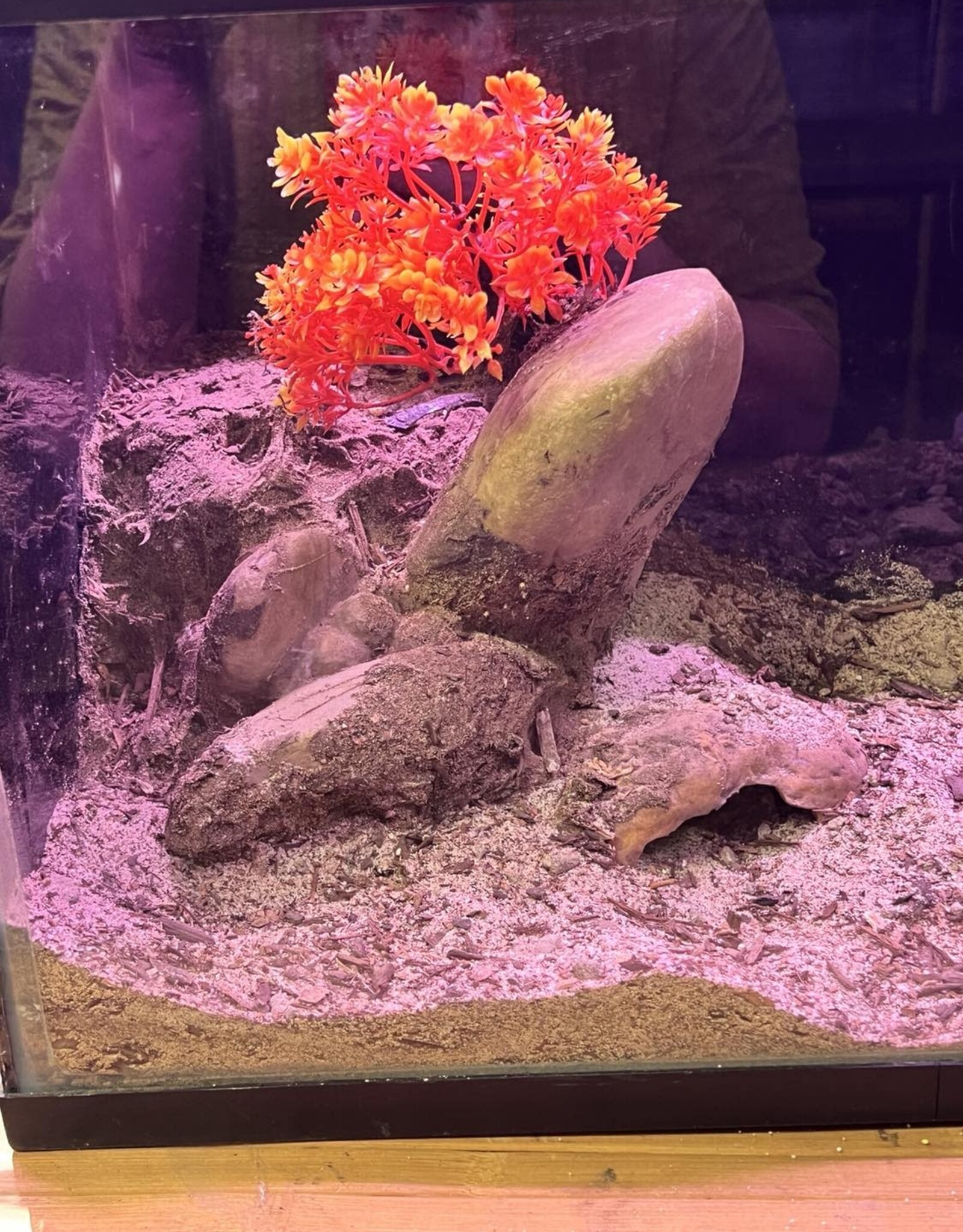 BIOACTIVE- ARID- TERRARIUM- 10 GALLON- CUSTOM BUILD- & FIXTURE- AS IS *DOES NOT INCLUDE LID
