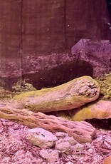 BIOACTIVE- ARID- TERRARIUM- 10 GALLON- CUSTOM BUILD- & FIXTURE- AS IS *DOES NOT INCLUDE LID