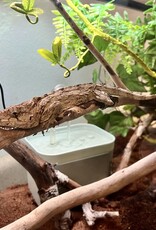 CUBAN FALSE CHAMELEON- Chamaeleolis barbatus- 8-31-24