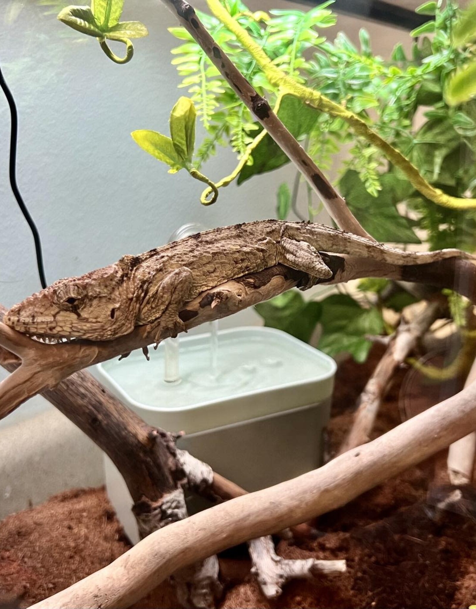 CUBAN FALSE CHAMELEON- Chamaeleolis barbatus- 8-31-24
