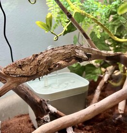 CUBAN FALSE CHAMELEON- Chamaeleolis barbatus- 8-31-24