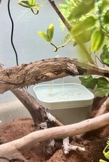 CUBAN FALSE CHAMELEON- Chamaeleolis barbatus- 8-31-24