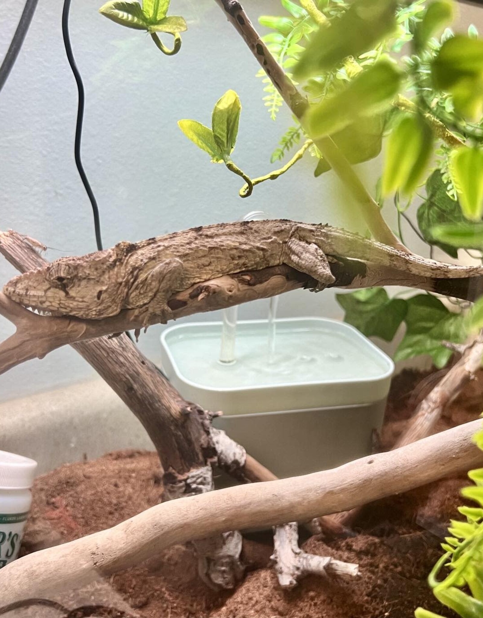 CUBAN FALSE CHAMELEON- Chamaeleolis barbatus- 8-31-24